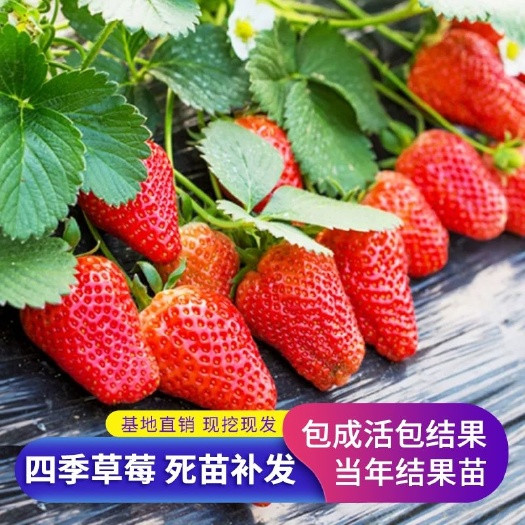 平邑县四季草莓苗，奶油草莓苗，自家育苗产量高南北方均可地栽盆栽