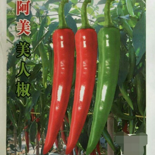 厦门尖椒种子  辣椒种子 阿美  中早熟大果型 光泽度好 挂果集中 条植美观