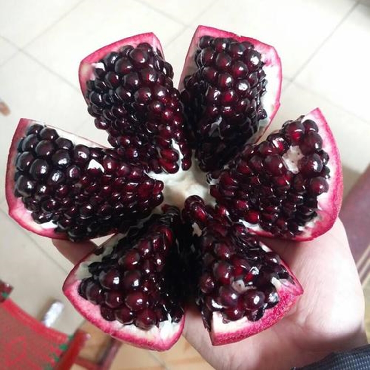 突尼斯软籽石榴树苗  突尼斯软籽石榴苗，黑籽石榴苗，南北方盆栽地载苗，当年结果