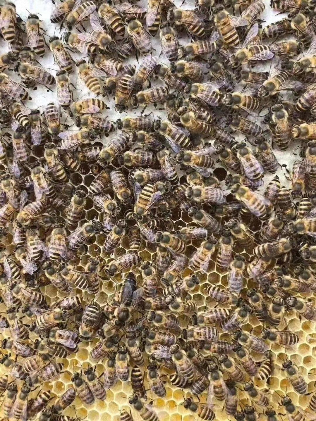 蜂巢蜜  正宗土蜂蜜  可以嚼着吃的蜂蜜厂地直销  量大从优