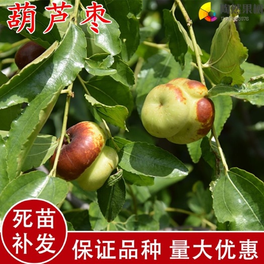 平邑县葫芦枣苗  葫芦枣树苗嫁接苗自家育苗品种纯度高南北方均可种植成活率高