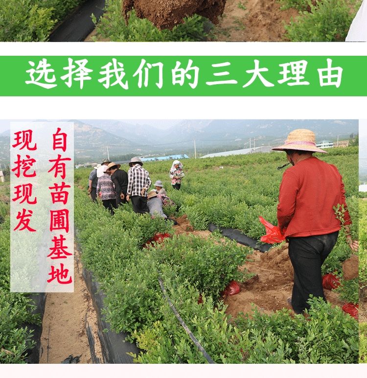 兔眼蓝莓苗嫁接苗产量高甜度大南北方均可种植成活率高