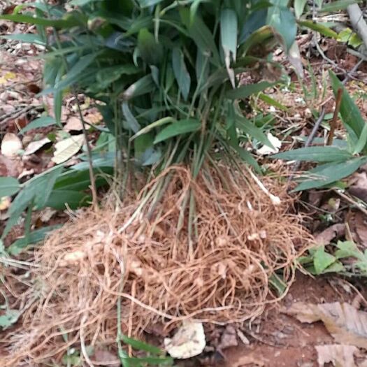 邵阳黄精种苗 