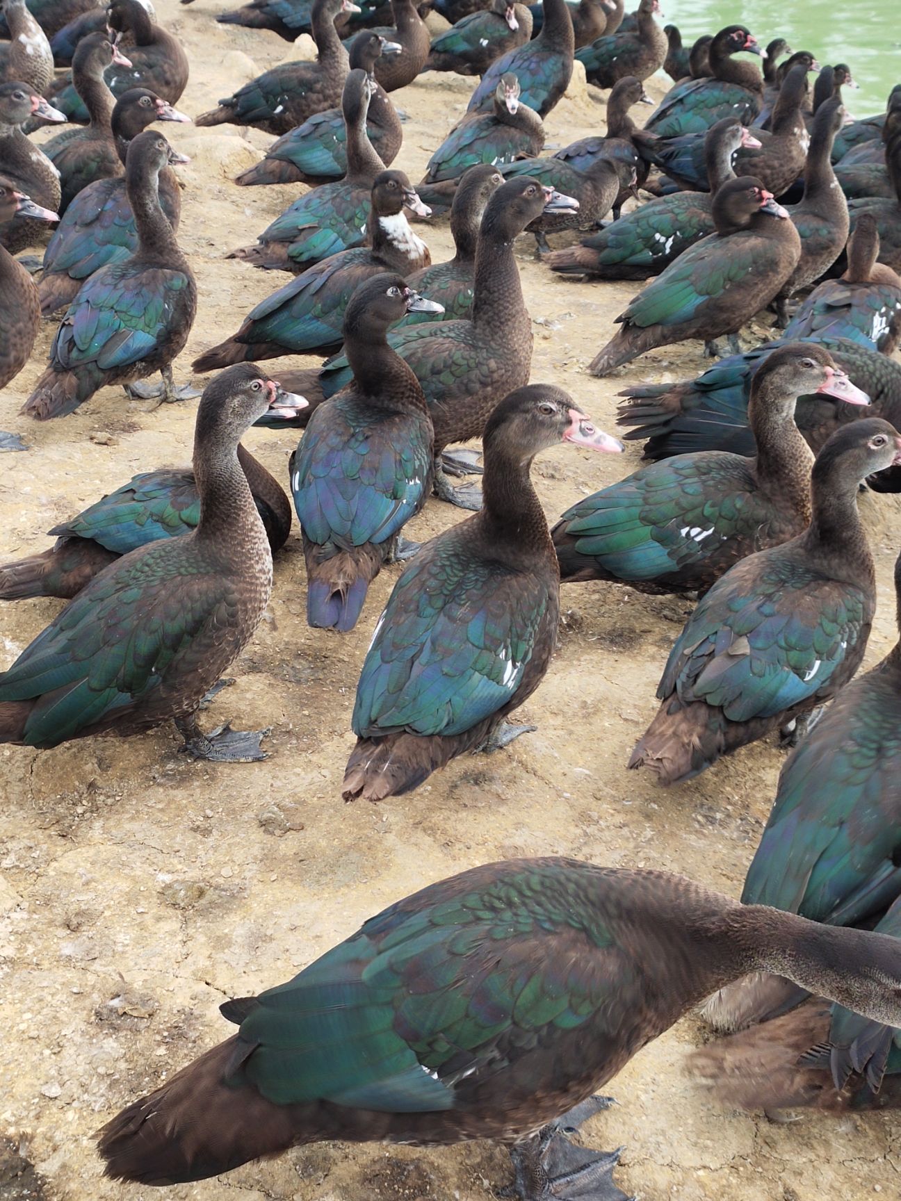 土鸭  玉土母，一级靓，全干筒，需要老板联系。