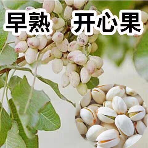 开心果苗 开心果树苗  真品种 嫌价高请绕道