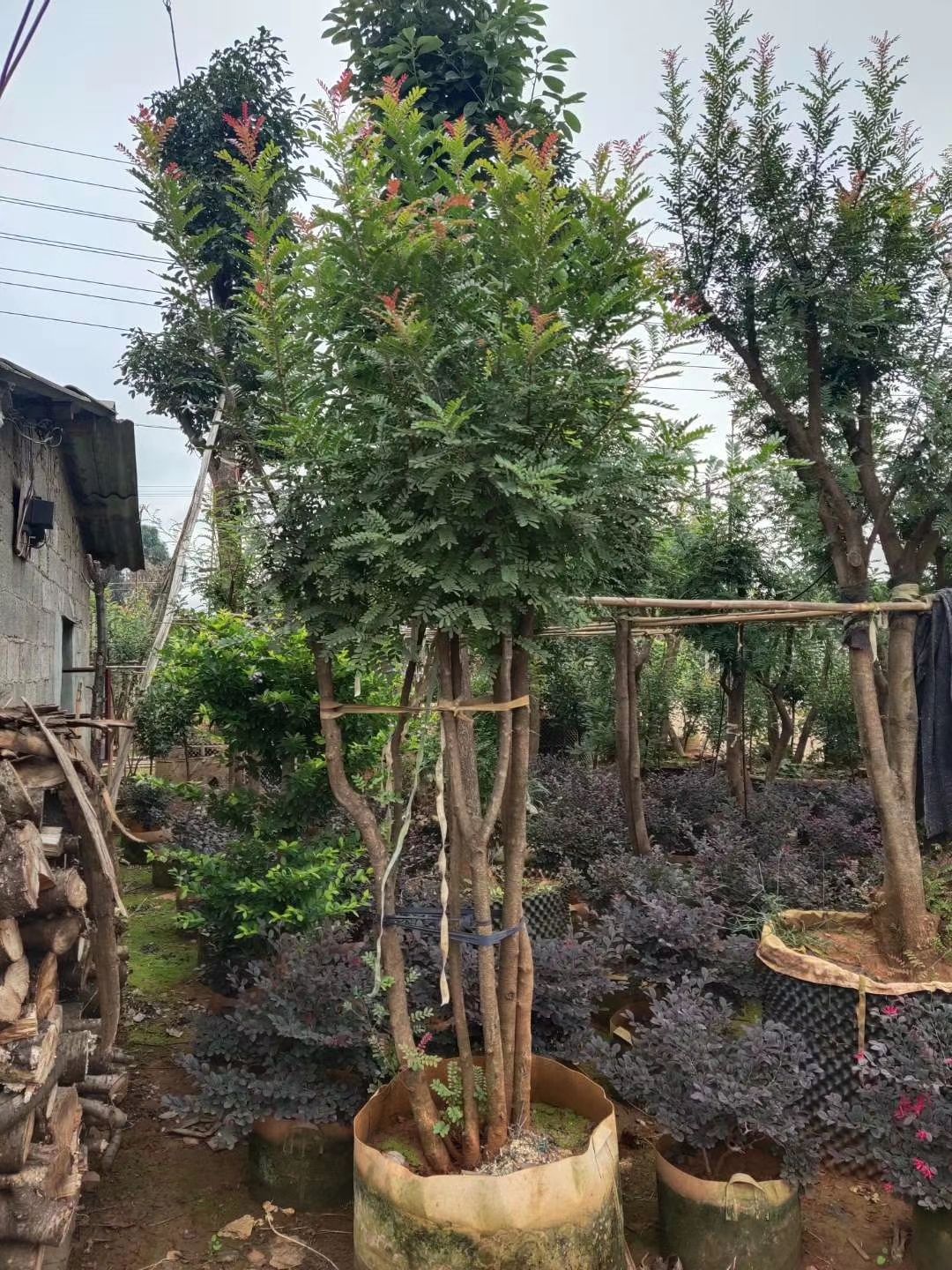 清香木 