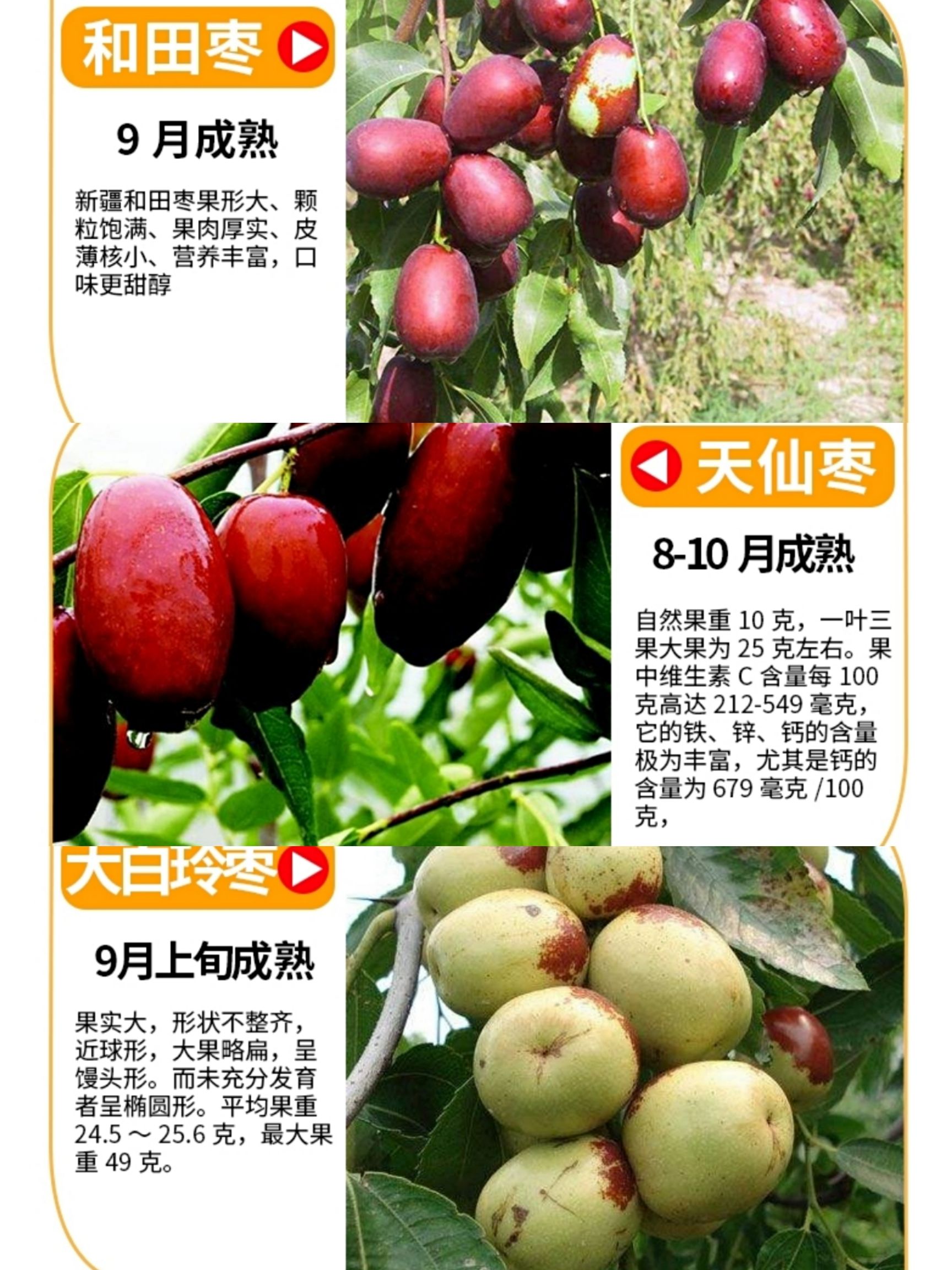 大青枣苗  大青枣树苗嫁接苗果实个头大甜度高南北方均