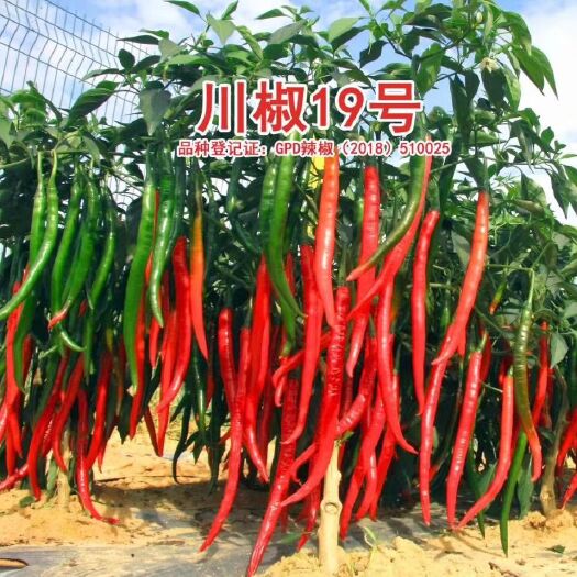 绥宁县线椒苗 8～10片真叶 