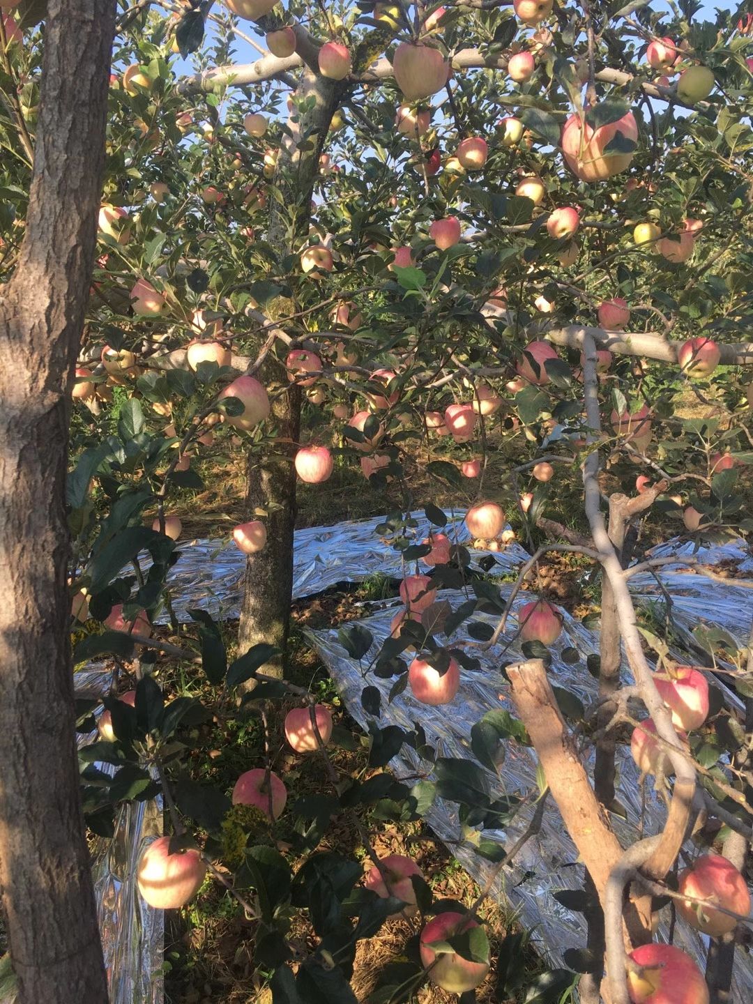 红富士苹果 昼夜温差大，糖心比较高