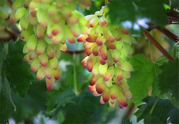 美人指葡萄苗，南北方种植，盆栽地栽，当年结果，无籽葡萄苗