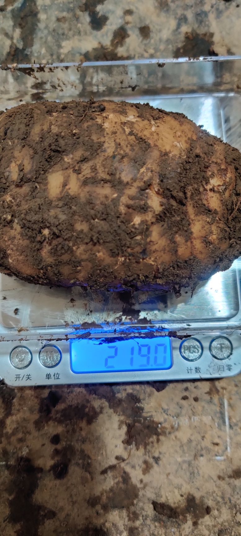 小草坝天麻  云南