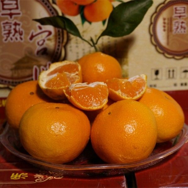 蜜桔  自家果园现摘现发无核涌泉蜜橘早熟宫川桔子幼儿水果柑桔