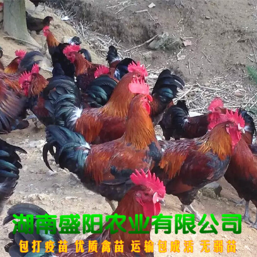 衡阳瑶鸡苗  厂价直销大种黑瑶土鸡苗品质保证疫苗到位成年肉质鲜美