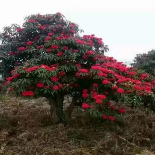 会泽县高山杜鹃 高山杜梋，马英花