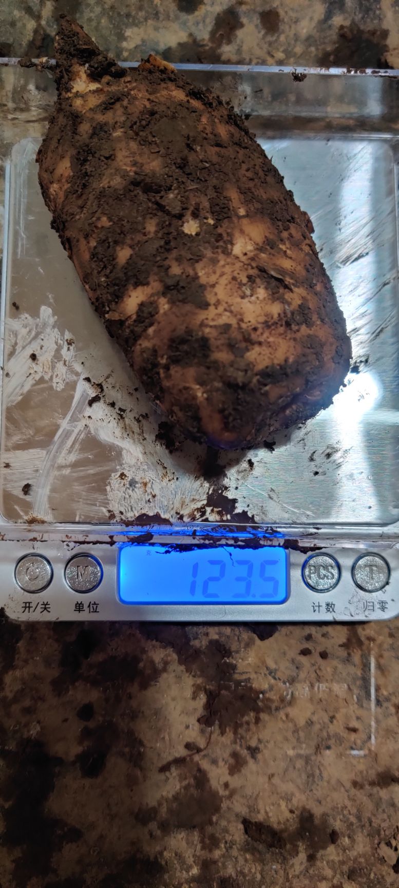 小草坝天麻  云南