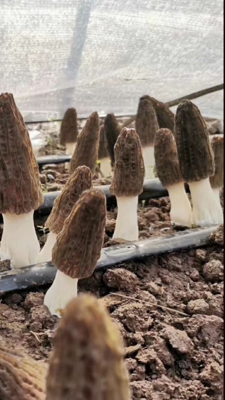 昭通苹果 云南昭通糖心苹果，高寒山区羊肚菌，大关600年历史贡茶，土鸡