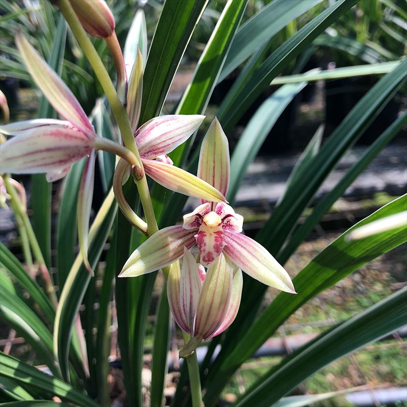 建兰彩虹基地自产自销，农场直发，量大从优，价格美丽