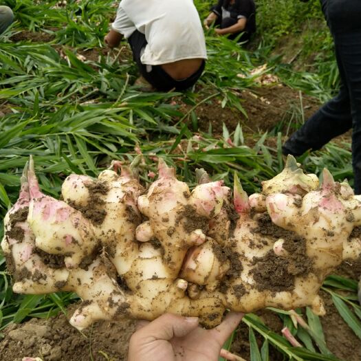 龙陵县云南菜姜