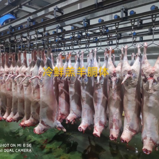 阳信县白条羊  冷鲜羔羊胴体，每天屠宰排酸鲜羊，欢迎各位老板来电