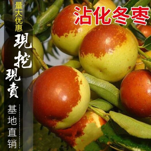 沾化冬枣树苗嫁接苗自家育苗品种纯度高南北方均可种植成活率高