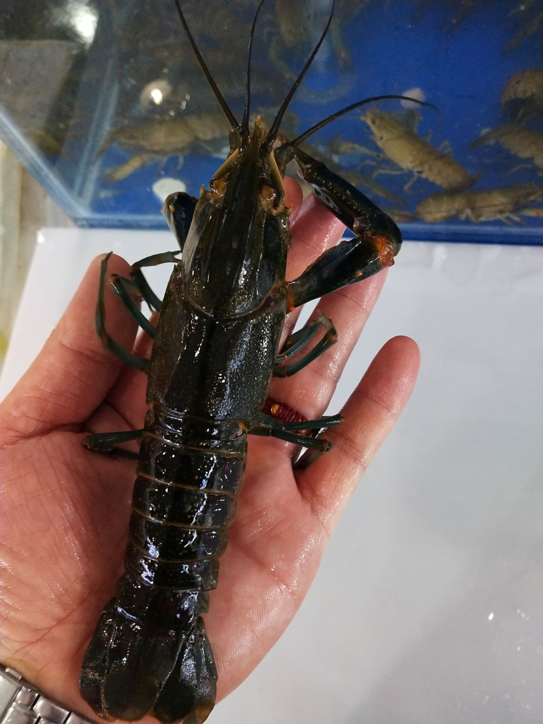 红螯螯虾  澳洲蓝龙虾