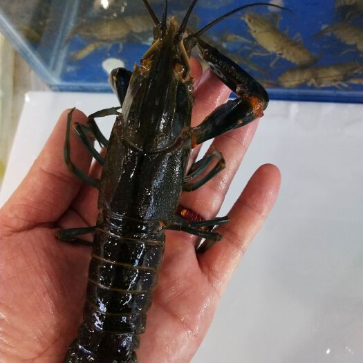 贵阳红螯螯虾  澳洲蓝龙虾