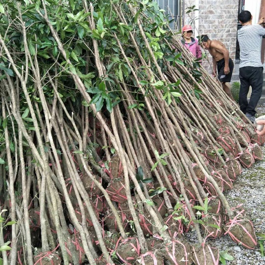 咸宁桂花树苗  金桂小苗