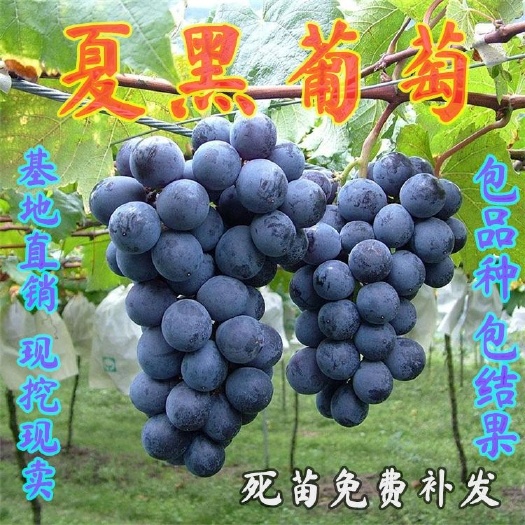 平邑县嫁接夏黑葡萄苗，南北方种植，盆栽地栽，爬藤葡萄苗，当年结果，