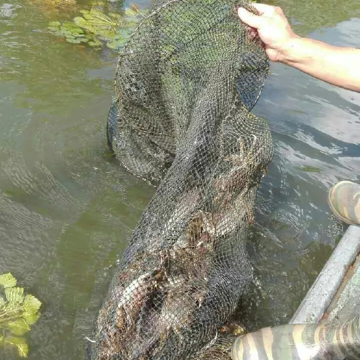 金湖县生态大闸蟹  大闸蟹