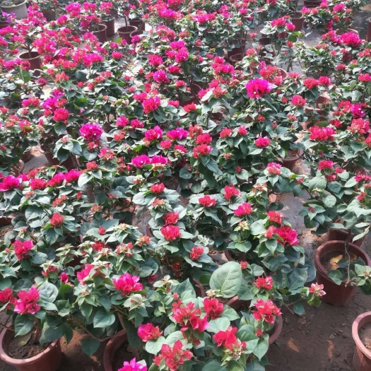 平邑县潮州红三角梅  三角梅盆栽花卉植物室内室外四季种易活开花不断好养爬藤带花绿植