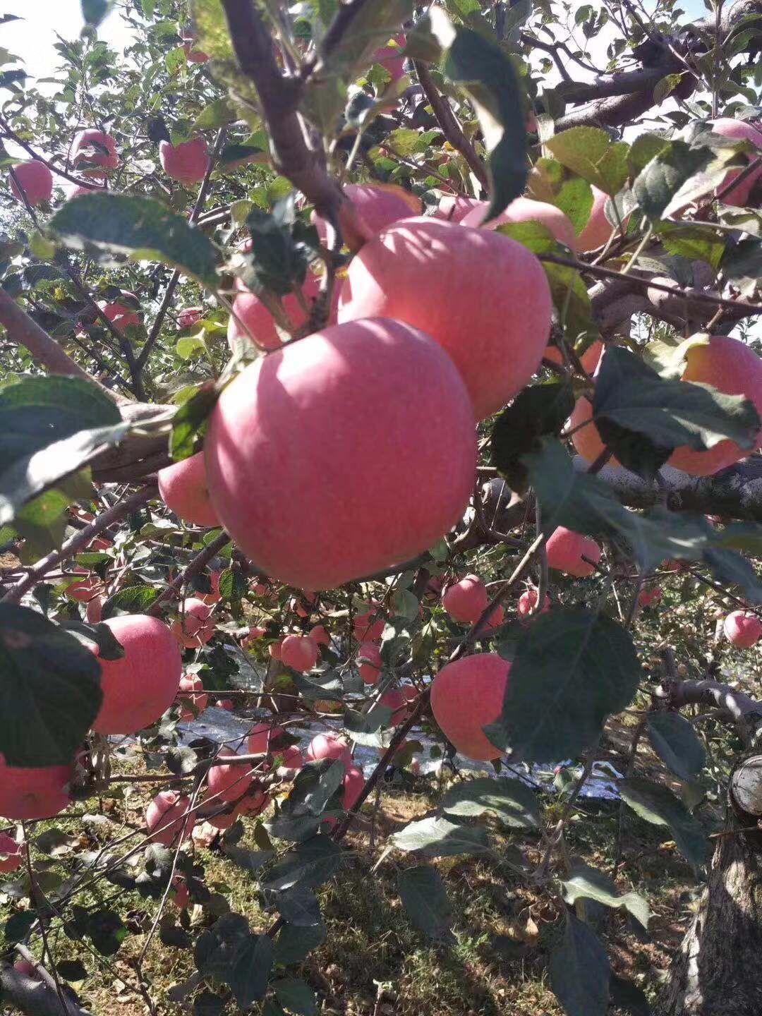 红富士苹果 昼夜温差大，糖心比较高