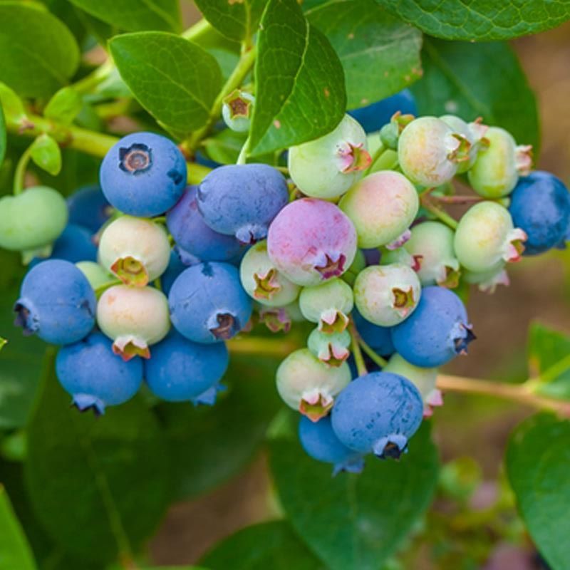 平邑县薄雾蓝莓苗嫁接苗自家育苗品种纯度高南北方均可种植成活率高