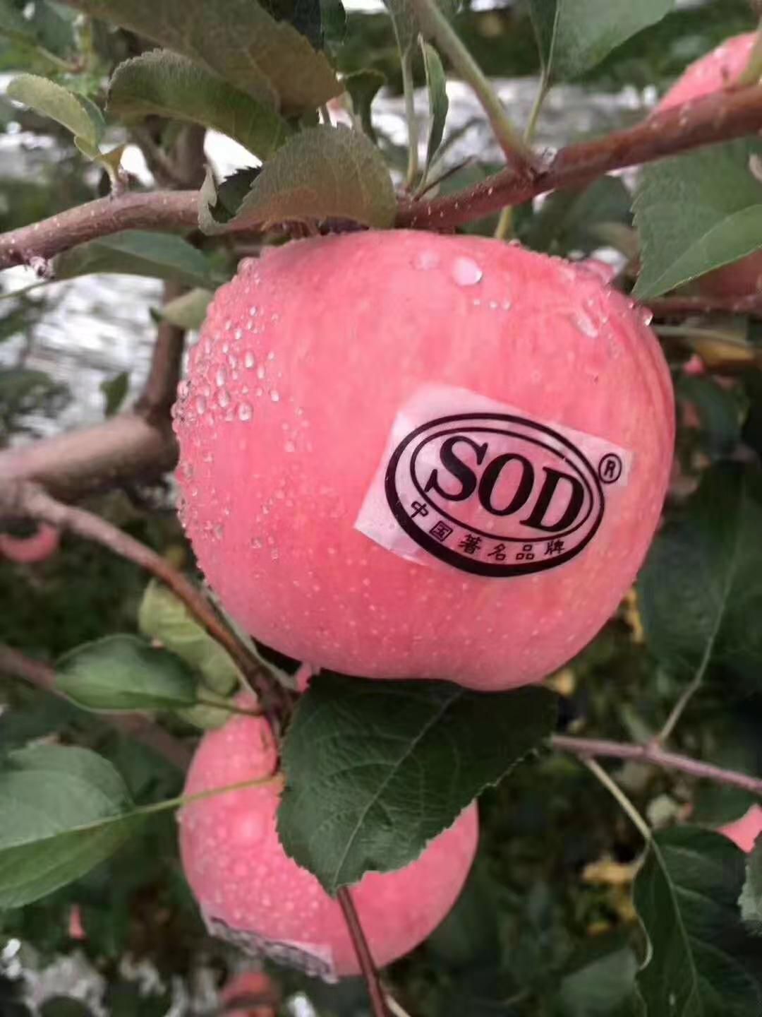 红富士苹果 昼夜温差大，糖心比较高