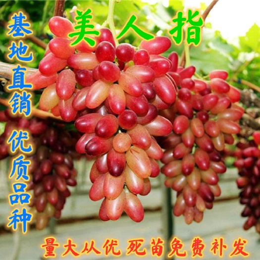 平邑县美人指葡萄苗，南北方种植，盆栽地栽，当年结果，无籽葡萄苗
