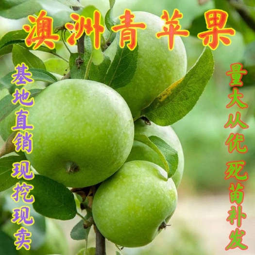 平邑县嫁接澳洲青苹果苗，当年结果澳洲青苹果树苗，短枝矮化南北方种植