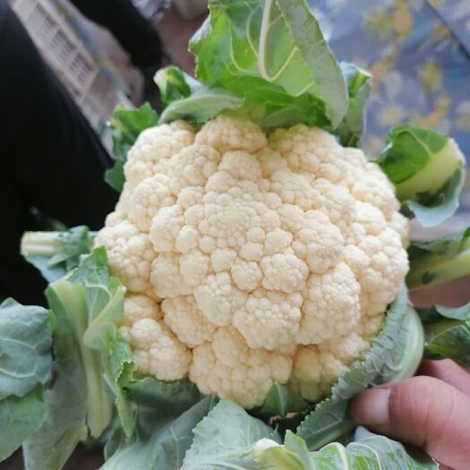 邯郸花菜  河北邯郸联帮蔬菜批发市场，菜花大量上市，质量好，价格美丽。