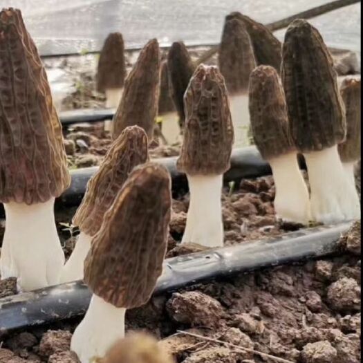 大关县羊肚菌 云南高寒山种植
