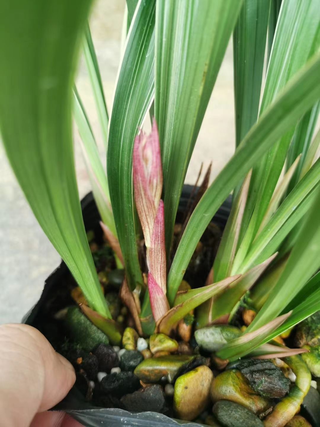  建兰（黄金彩虹）