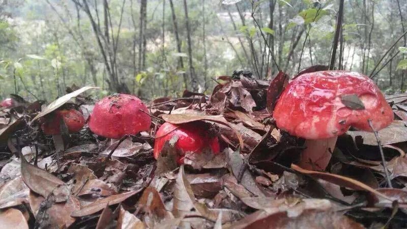 博白县蘑菇  广西野生红菇