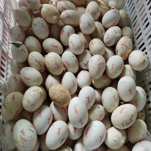 绵阳种鹅蛋  种蛋菜蛋长期出售价格面议