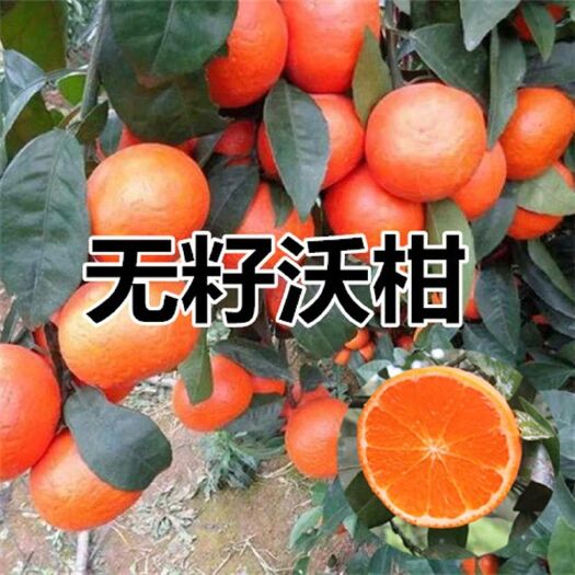 091无核沃柑苗 091无籽沃柑橘子苗自家育苗品种纯度高南北方均可种植成活率高