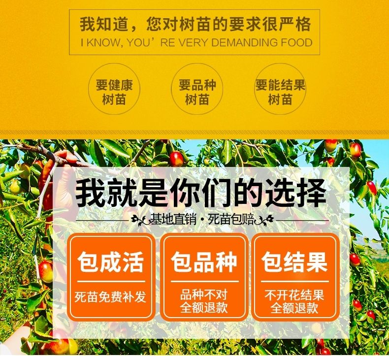 大青枣苗  大青枣树苗嫁接苗果实个头大甜度高南北方均