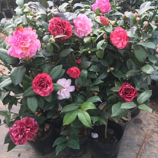平邑县茶花树苗（大小规格有货）