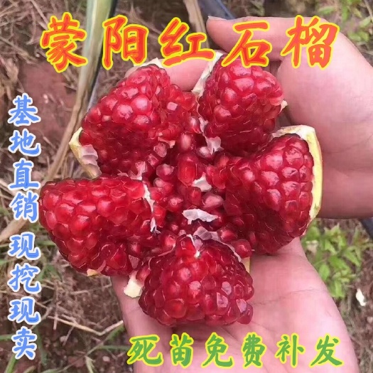 平邑县蒙阳红石榴苗  嫁接蒙阳红石榴树苗，南北方种植地栽盆栽庭院果树苗，当年结果