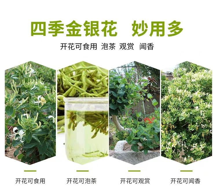 四季金银花苗，北花一号金银花苗自家育苗自家育苗花期长产量高