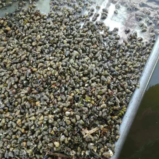 金湖县生态大闸蟹  大闸蟹