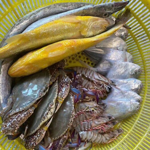 温岭市白鲳鱼  自家海鲜，高品质海鲜，船上一手货源，非常新鲜，顺丰次日达