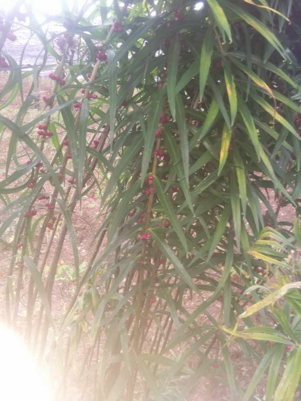 滇红黄精种子
