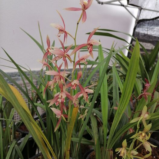 思茅墨兰 不含盆 