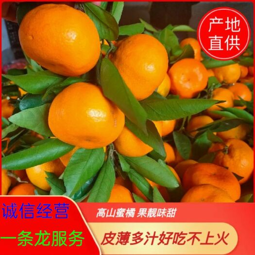 城固县城固蜜橘  陕西蜜橘叶桔皮薄多汁化渣